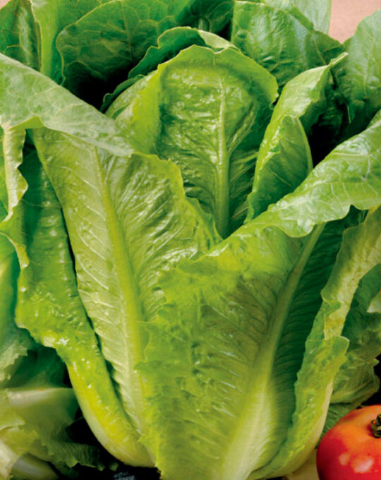 semillas-ecologicas-lechuga-romana-larga-rubia-batlle-1