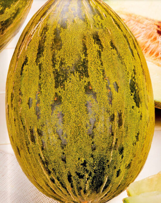 semillas-ecologicas-melon-piel-de-saco-batlle-1