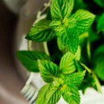 Semillas Menta Spicata Batlle