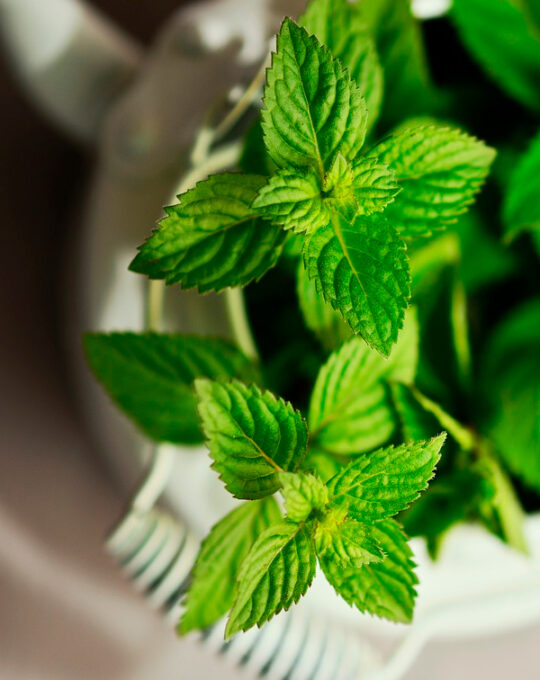 semillas-menta-spicata-batlle-1