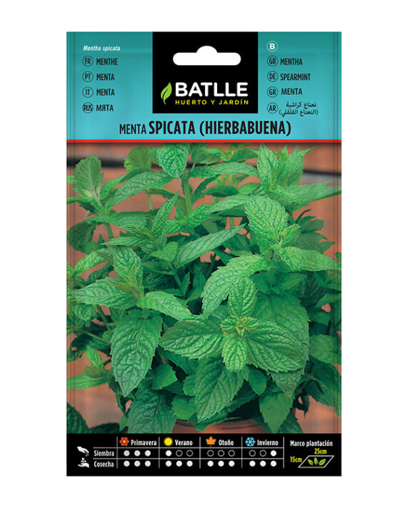 Semillas Menta Spicata Batlle