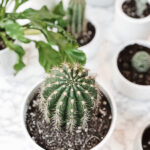 Sustrato Cactus Compo Sana 5L
