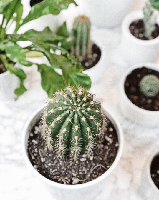 sustrato-para-cactus-compo-sana-5l-mix