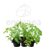 Tomate Jack Planta Km0 6 unidades