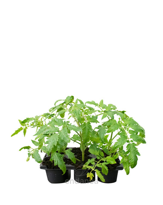 tomate-jack-planta-km0-6-unidades-horticola