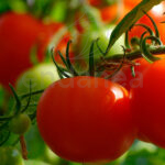 Tomate Jack Planta Km0 Frutos