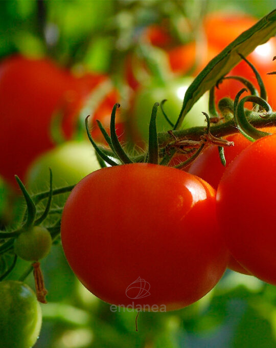 tomate-jack-planta-km0-fruto