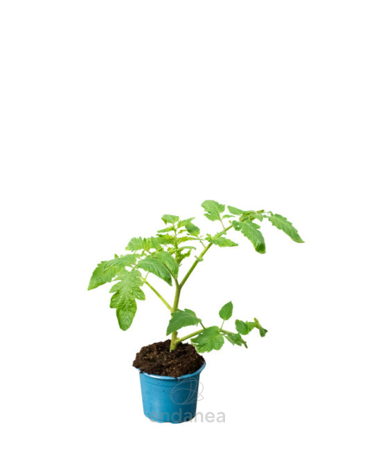 tomate-jack-planta-km0-horticola-primavera-verano