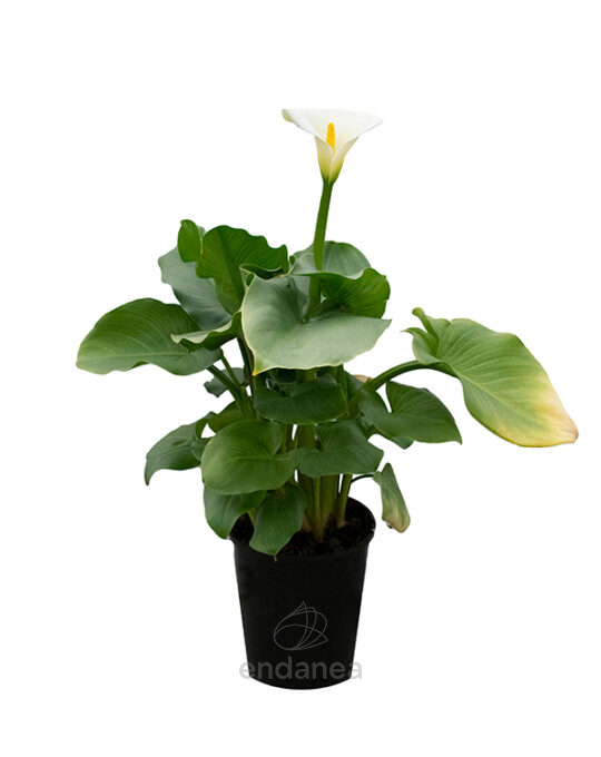 zantedeschia-aethiopica-cala-planta-de-exterior