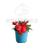 Alegría Guineana Km0