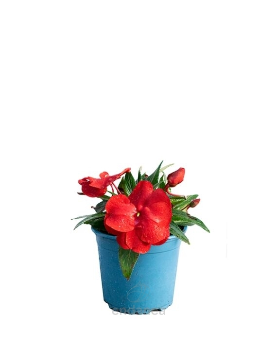 Alegría Guineana Km0