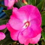 Alegría Guineana Km0 Fucsia