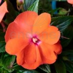 Alegría Guineana Km0 Naranja