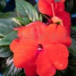 Alegría Guineana Km0 Roja