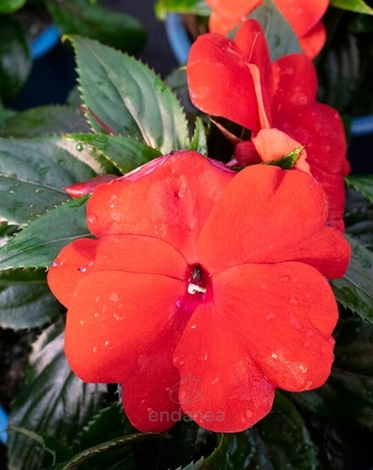 alegria-guineana-plantas-de-exterior-roja