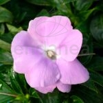 Alegría Guineana Km0 Rosa