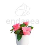 Alegría Sunpatiens Km0 Planta de Exterior