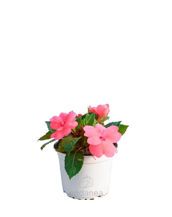 Alegría Sunpatiens Km0 Planta de Exterior