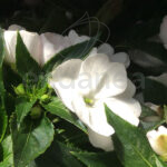 Alegría Sunpatiens Planta de Exterior Blanca