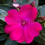 Alegría Sunpatiens Km0 Fucsia