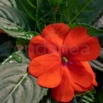 Alegría Sunpatiens Km0 Naranja