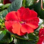 Alegría Sunpatiens Km0 Roja