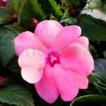 Alegría Sunpatiens Km0 Rosa