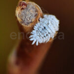 ANTICOCHINILLA Muligan Insecticida Regulador Cochinilla