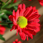 Argyranthemum Rojo