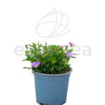 Brachycome Planta de Exterior