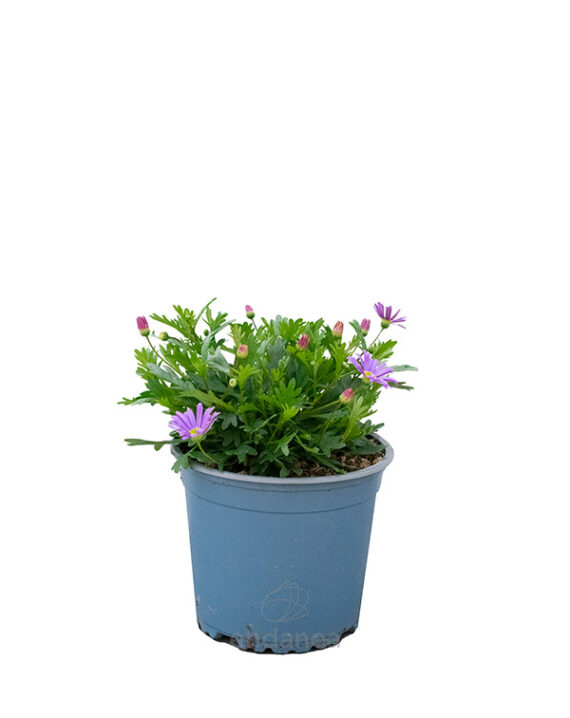 Brachycome Planta de Exterior