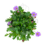 Brachycome Planta de Exterior