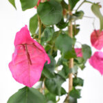 Buganvilla flor Fucsia