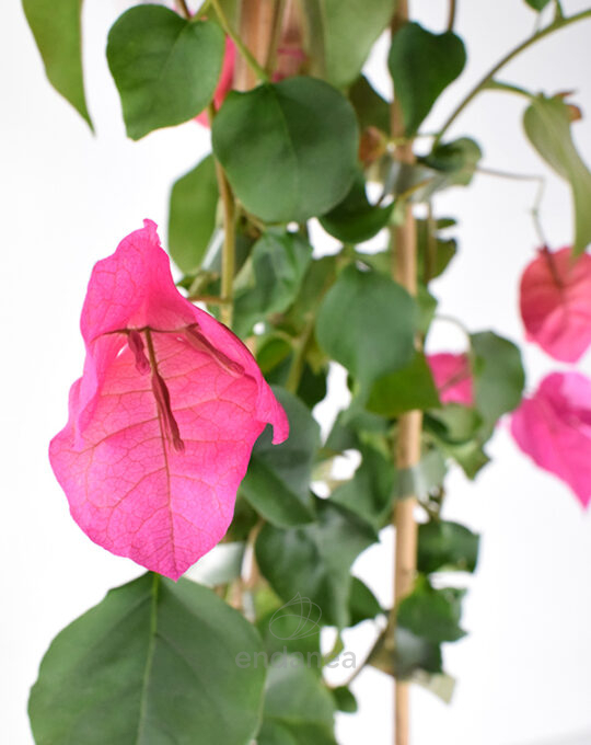 buganvilla-planta-trepadora-fucsia