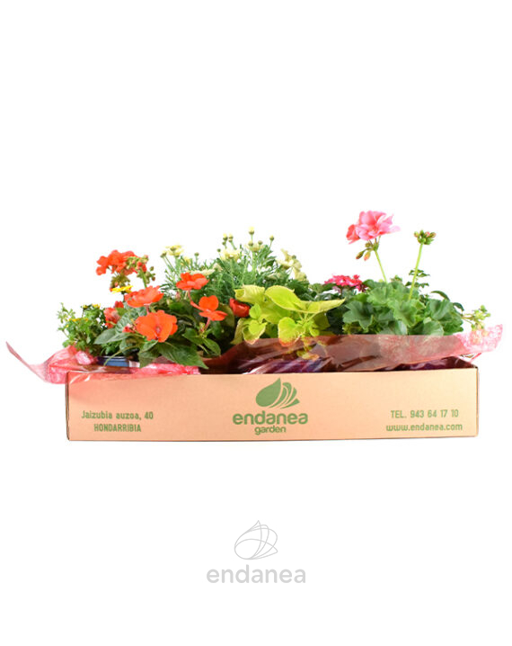 Caja de Plantas Coloridas para Balcón o Terraza Amarillo / Salmón