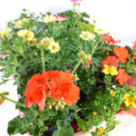 Caja de Plantas Coloridas para Balcón o Terraza Amarillo / Salmón