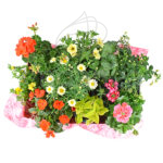 Caja de Plantas Coloridas para Balcón o Terraza Amarillo / Salmón
