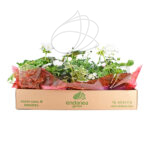 Caja de Plantas Coloridas para Balcón o Terraza Blanco