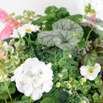 Caja de Plantas Coloridas para Balcón o Terraza Blanco