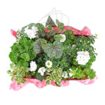 Caja de Plantas Coloridas para Balcón o Terraza Blanco