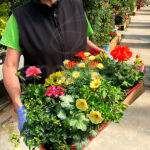 Caja de Plantas Coloridas para Balcón o Terraza Rojo