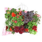 Caja de Plantas Coloridas para Balcón o Terraza Rojo