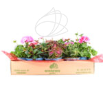 Caja de Plantas Coloridas para Balcón o Terraza Rosa