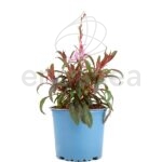 Gaura Km0 Planta de Exterior Primavera Verano