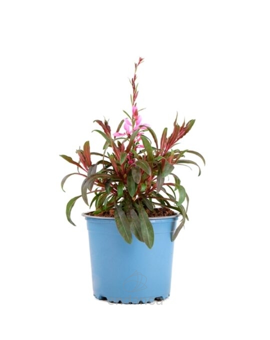 gaura-km0-planta-de-exterior