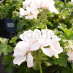 Geranio Calliope Km0 Flor Blanca