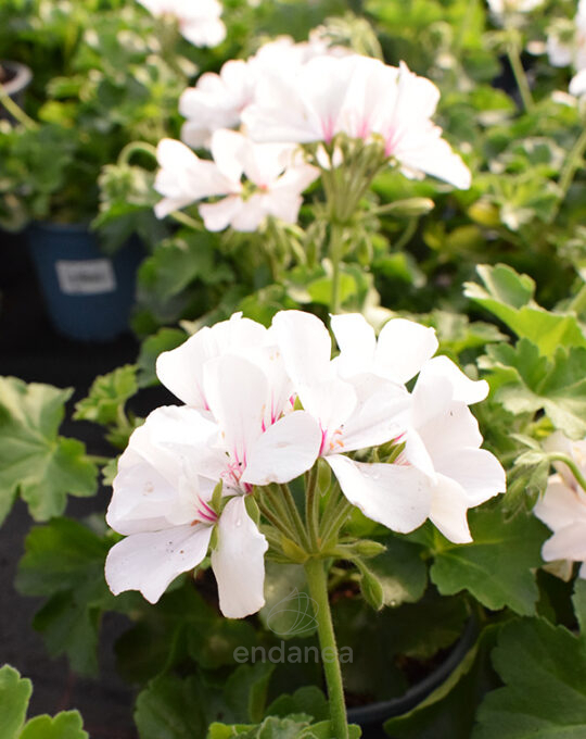 geranio-calliope-km0-flor-blanca