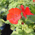 Geranio Calliope Km0 Flor Roja