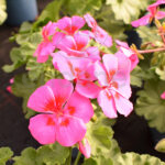 Geranio Calliope Km0 Flor Rosa