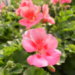 Geranio Calliope Km0 Flor Salmón